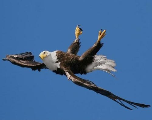 Volando a testa in......